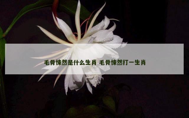 毛骨悚然是什么生肖 毛骨悚然打一生肖