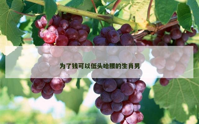 为了钱可以低头哈腰的生肖男