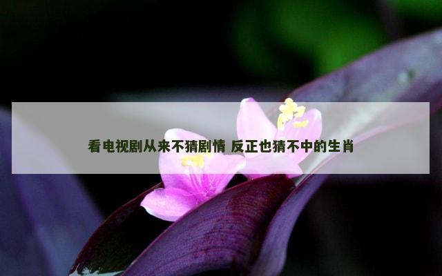 看电视剧从来不猜剧情 反正也猜不中的生肖