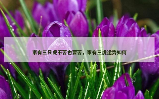 家有三只虎不苦也要苦，家有三虎运势如何