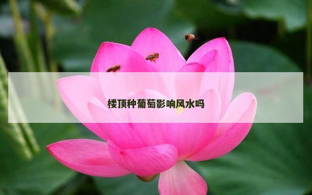 楼顶种葡萄影响风水吗