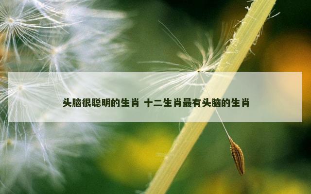 头脑很聪明的生肖 十二生肖最有头脑的生肖