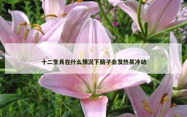 十二生肖在什么情况下脑子会发热易冲动