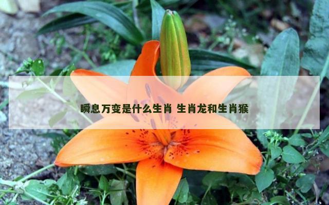 瞬息万变是什么生肖 生肖龙和生肖猴
