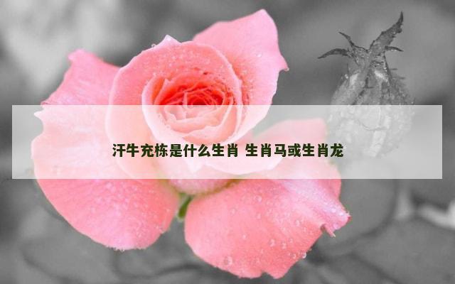 汗牛充栋是什么生肖 生肖马或生肖龙