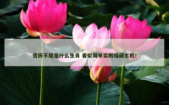 百折不屈是什么生肖 看似简单实则暗藏玄机！