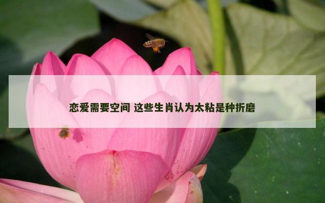 恋爱需要空间 这些生肖认为太粘是种折磨