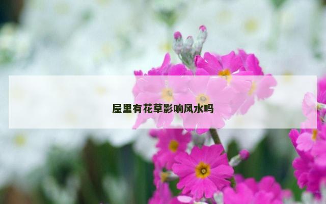 屋里有花草影响风水吗