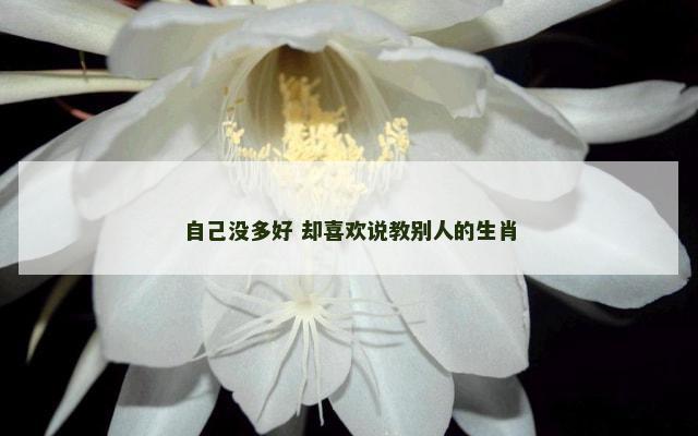 自己没多好 却喜欢说教别人的生肖