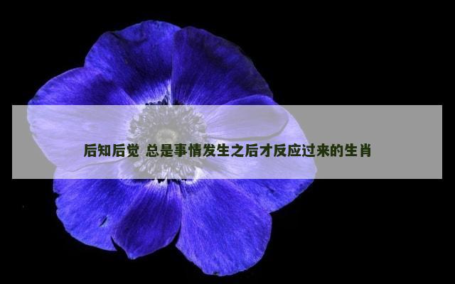 后知后觉 总是事情发生之后才反应过来的生肖