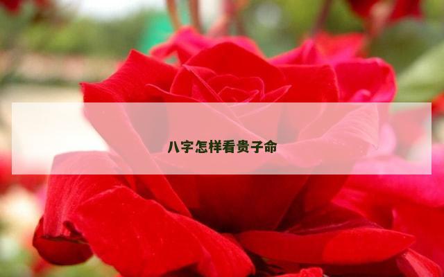 八字怎样看贵子命