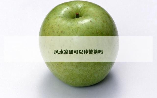 风水家里可以种苦茶吗