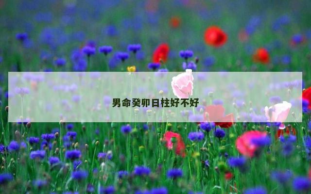 男命癸卯日柱好不好