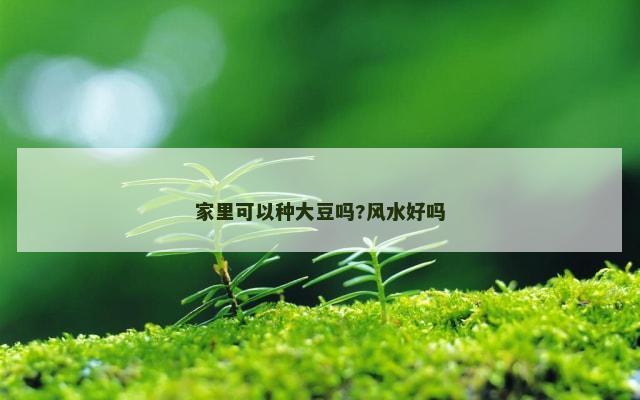 家里可以种大豆吗?风水好吗