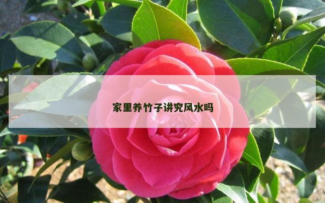 家里养竹子讲究风水吗