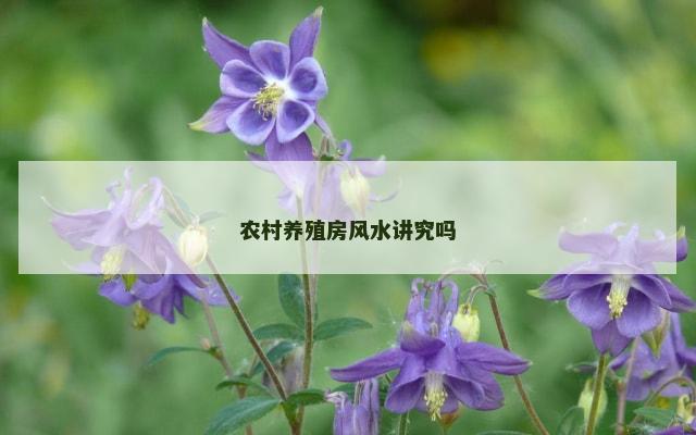 农村养殖房风水讲究吗