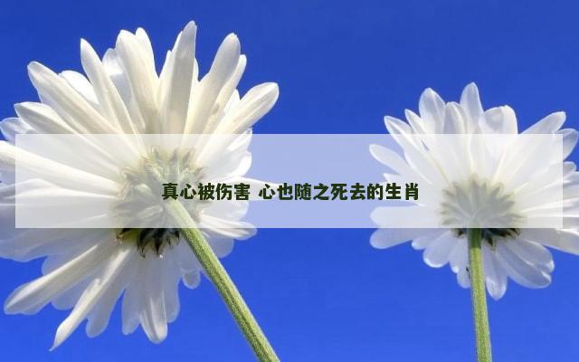 真心被伤害 心也随之死去的生肖