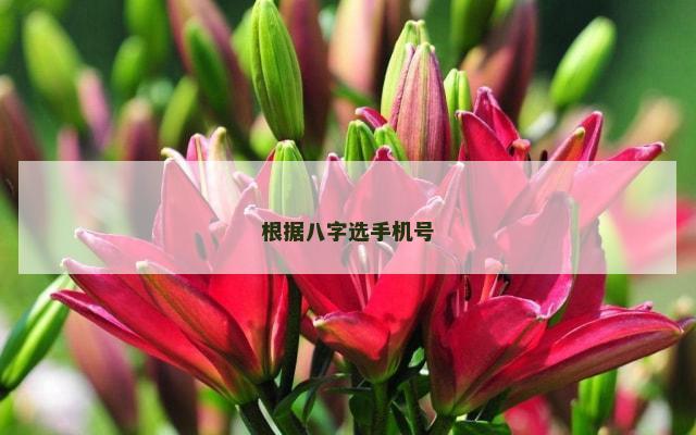 根据八字选手机号