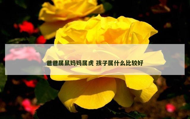 爸爸属鼠妈妈属虎 孩子属什么比较好