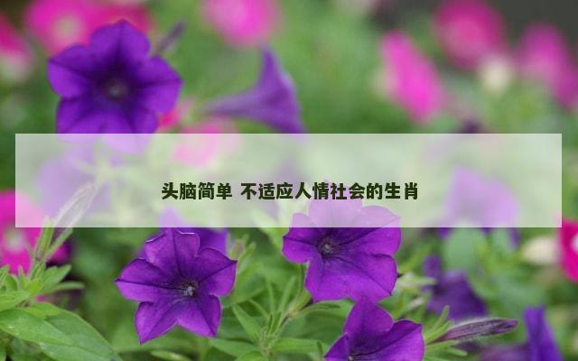 头脑简单 不适应人情社会的生肖