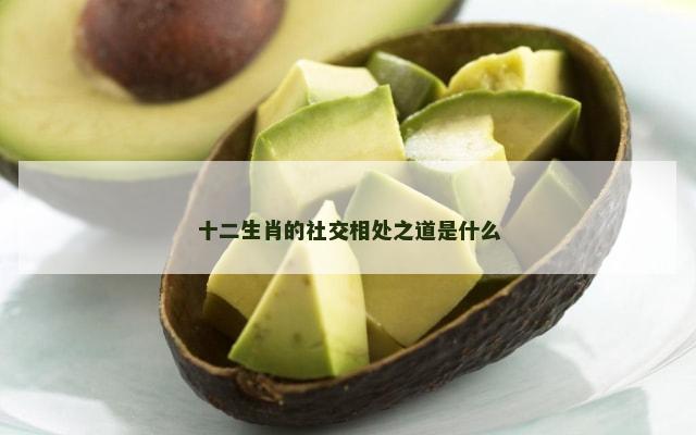 十二生肖的社交相处之道是什么