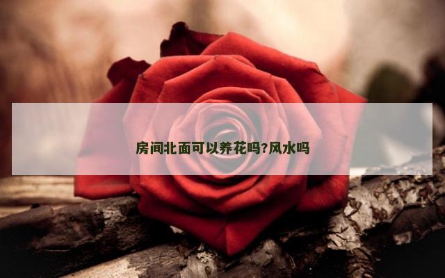 房间北面可以养花吗?风水吗