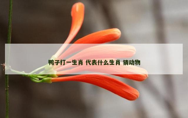 鸭子打一生肖 代表什么生肖 猜动物