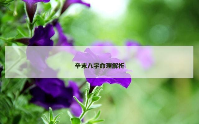 辛末八字命理解析
