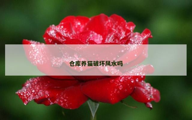 仓库养猫破坏风水吗