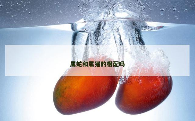 属蛇和属猪的相配吗