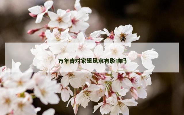 万年青对家里风水有影响吗