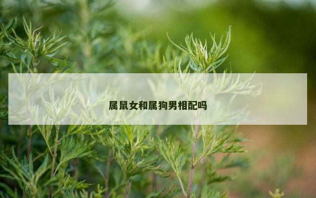 属鼠女和属狗男相配吗