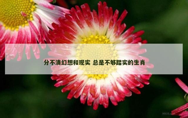 分不清幻想和现实 总是不够踏实的生肖