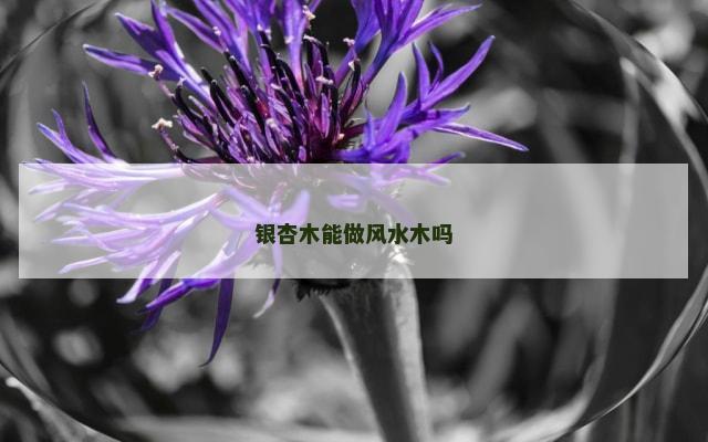 银杏木能做风水木吗