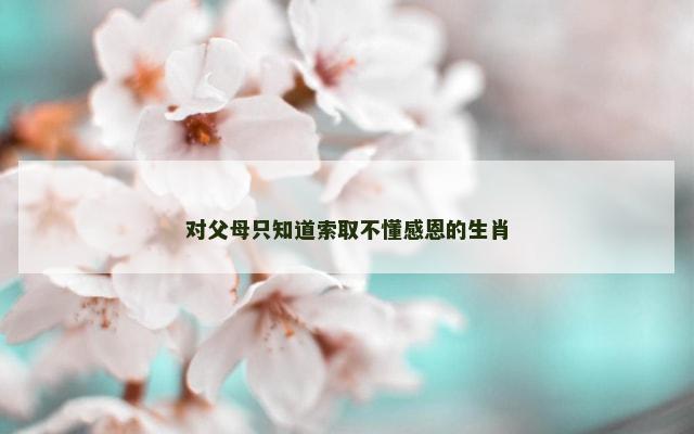 对父母只知道索取不懂感恩的生肖