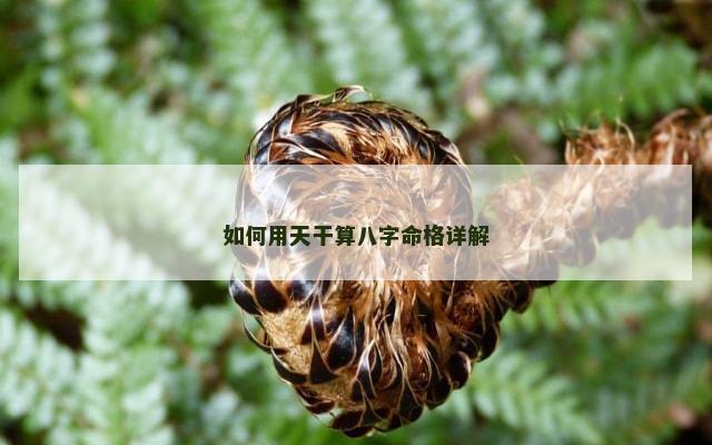 如何用天干算八字命格详解