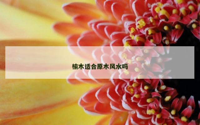 榆木适合原木风水吗