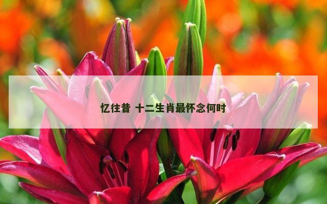 忆往昔 十二生肖最怀念何时