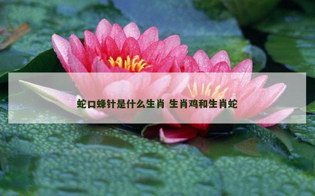 蛇口蜂针是什么生肖 生肖鸡和生肖蛇