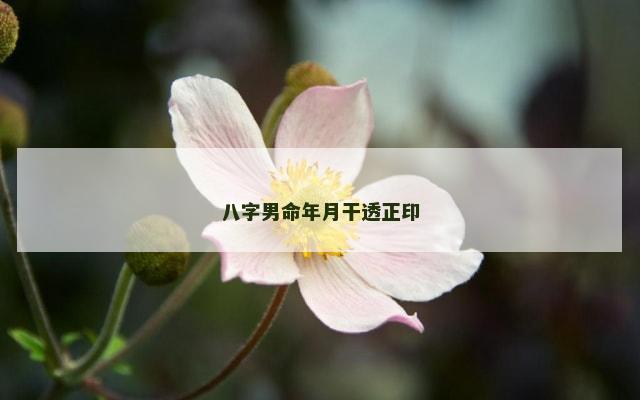 八字男命年月干透正印