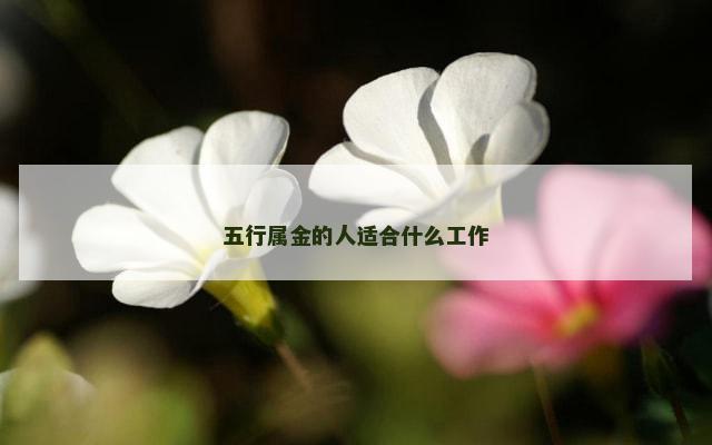 五行属金的人适合什么工作