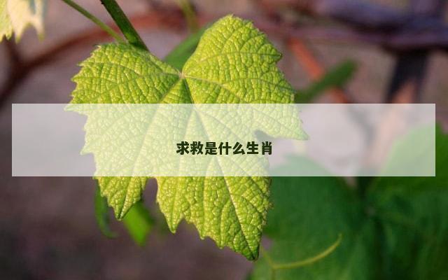 求救是什么生肖