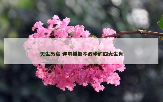 天生恐高 连电梯都不敢坐的四大生肖