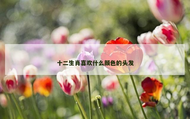 十二生肖喜欢什么颜色的头发