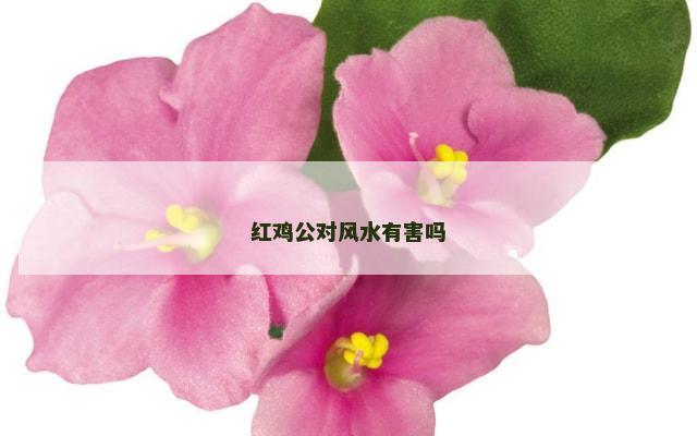 红鸡公对风水有害吗