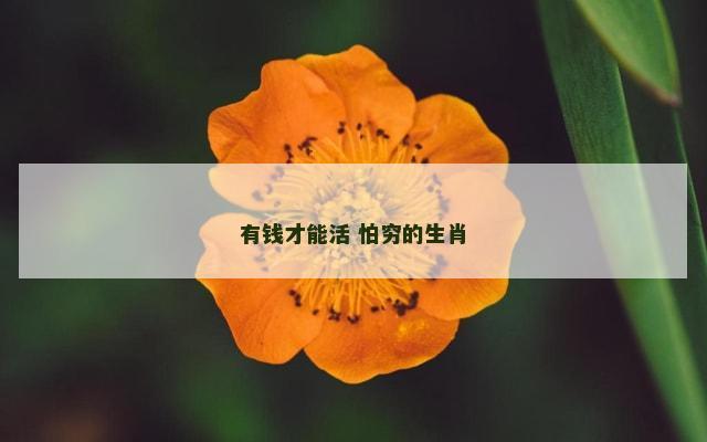 有钱才能活 怕穷的生肖