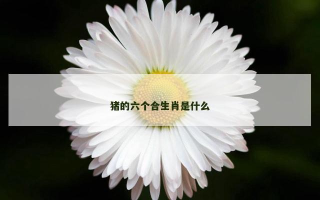 猪的六个合生肖是什么