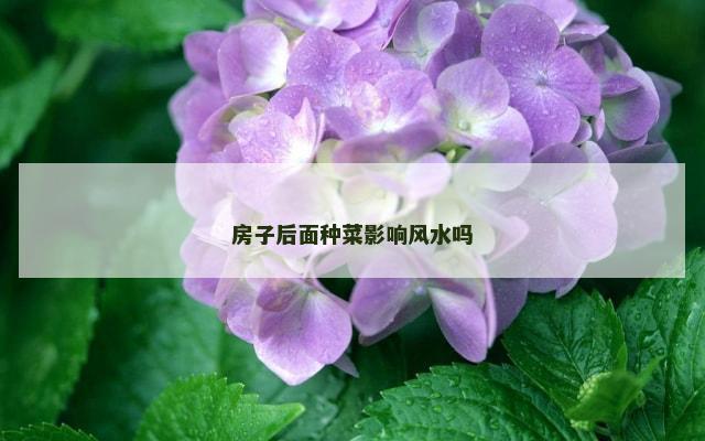 房子后面种菜影响风水吗