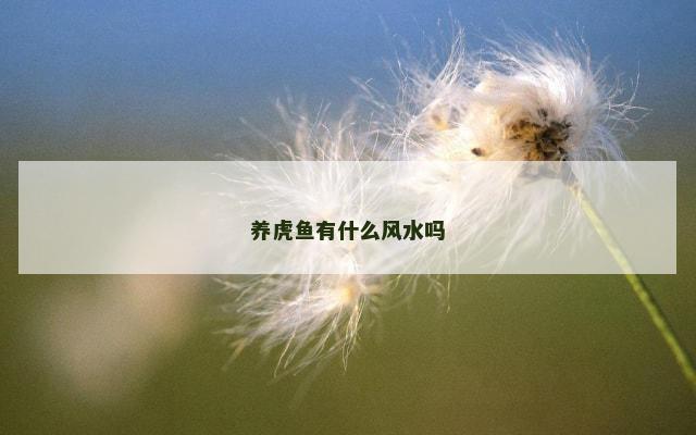 养虎鱼有什么风水吗
