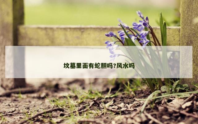 坟墓里面有蛇胆吗?风水吗
